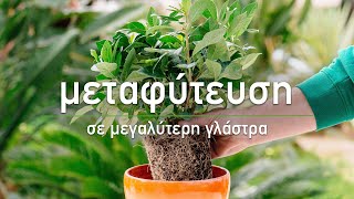 🌱 Μεταφύτευση φυτών σε μεγαλύτερη γλάστρα - Τα Μυστικά του Κήπου