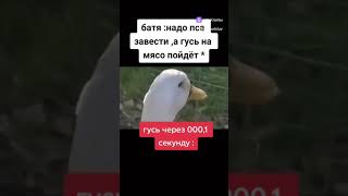 Когда надо адаптироваться под ситуацию😂 #shorts #birds #memes #love #pets #funny #cute