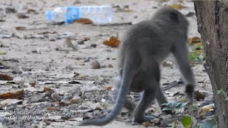 Burst To Cry When Seeing This Poor Pity Baby Monkey, How To Save Him, Daily Monkeys Man#1244