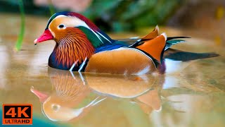 24 Beautiful Ducks