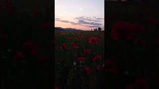 Incredible Poppies: MICHAL MALACHOVSKÝ #shorts