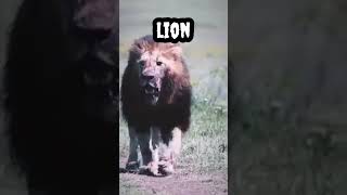 lion #shorts #viral #trending