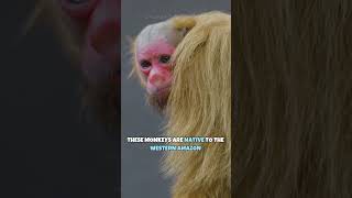 Bald Uakari | Red - Faced Monkey #shorts