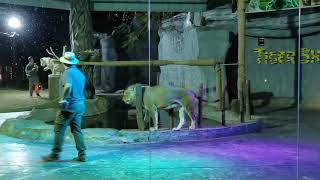 White Lion and tiger show Chiang Mai night safari