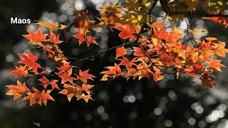 MOMIJI AUTUMN LEAVES JAPAN