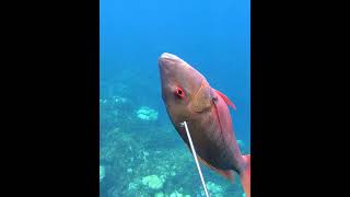 Unbelievable Shot On Big Mutton Snapper While Spearfishing