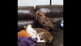 Owl makes cat get up