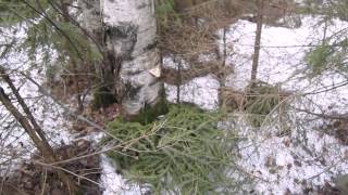 Как правильно брать берёзовый сок.  How to take birch juice.