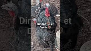 accouplement dinde 🦃