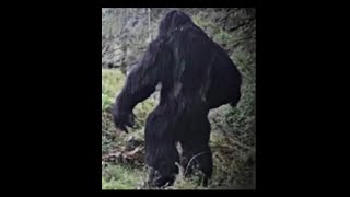 THIS IS THE MOST SCARIEST FOOTAGE EVER CAPTURED ON A TRAIL CAMERA!!