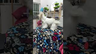 Perro Shih Tzu se SACUDE EN CÁMARA LENTA