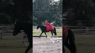 Love this horse. 💗💋 #horse #equitation #equestriansport #workingequitation #horsesport #equestrian