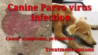 Canine Parvovirus infection: cause, symptoms, transmission, treatment