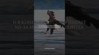 МОТИВАЦИЯ БУДЬ КАК ОРЁЛ МИР ЖИВОТНЫХ ДИКАЯ ПРИРОДА