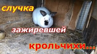 слу чка зажиревшей крольчихи