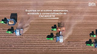 Cultivo del cacahuete | Itac Professional