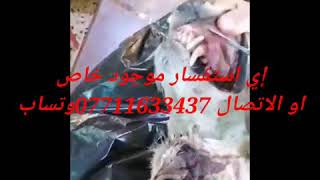 تم استخراج ناب الذيب الاصلي امام الزبون اي استفسار موجود الاتصال 07711633437وتساب ا