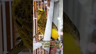 #2024 #birds #lizard #canary #champion #show #finches #quality  #breeding