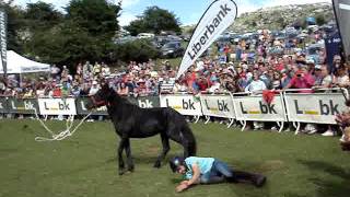 Fiesta del Asturcón 2016 - GUIASTUR