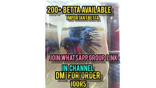 😱🥵100rs 200+ available🤯 important betta #trending #shorts #bettafish ##60rs #aquarium #1million #1k