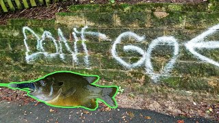 SKETCHY Pond Has BIG SUNFISH