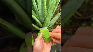 Aloe vera, how to get aloe vera gel #shorts #aloevera