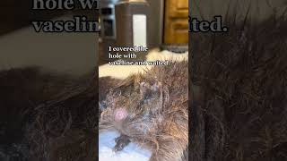 Botfly Removed From Baby Raccoon #shorts #tiktok #bugs #animal