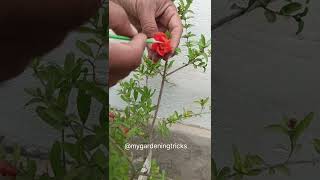 Anar ka poudha | Anar se fal kaise le | Gardening trick #gardening #plant #shorts