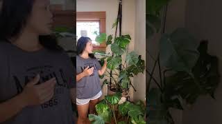 Repotting my Monstera Deliciosa | Big Repot | Monstera Repot