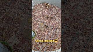 Feeding time for baby chicks #Chicks #feedingchickens