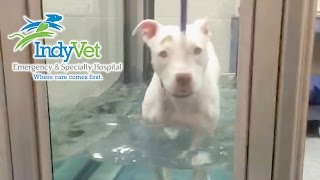 Neeva - TPLO Surgery & Post-op Therapy for Dogs 1 of 2