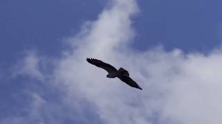 Ospreys at Estes Park