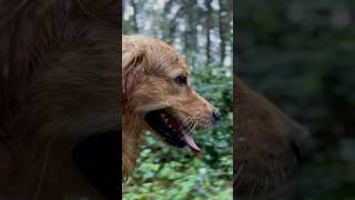 things are going wild here… #CuteDogs #Goldenretriever #Dog #Goldie #NatureLover #Shorts