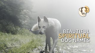 100+ Amazing Spiritual Dog Names (With Meanings) | PupNames.com