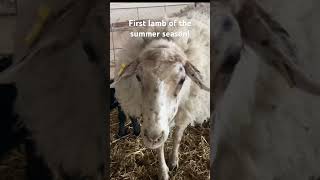 First lamb of summer lambing season #sheep #lamb #lambing #dairysheep #sheepfarming