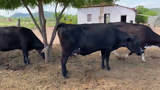 COMO ESCOLHER UMA VACA LEITEIRA DE ÓTIMA QUALIDADE PARA SEU PLANTEL, DICAS MUITO IMPORTANTE 🐄🥛🧬🙏