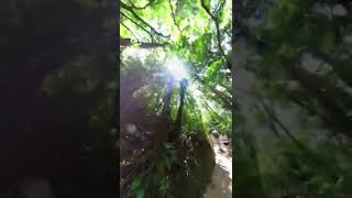 Trail through Monteverde, Costa Rica rainforest with Insta360