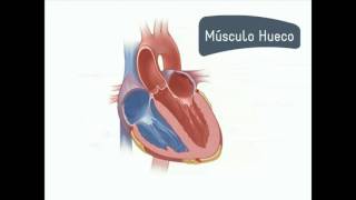 Sistema circulatorio humano | Función de la Circulación | Ciencias Naturales | Biología