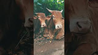 #bull #shorts #goa #bulls #nature #индия #животные #быки #india