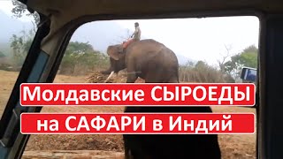 Молдавские сыроеды на Сафари в Индий