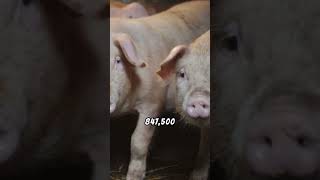 ANIMAL NUMBERS, SWINE | Total Slaughter Analysis