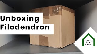 Unboxing - philodendron melanochrysum 💚 Moja kolekcja roślin | Moje rośliny |My plants collection