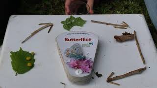 How to make a butterfly lifecycle