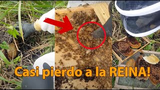 Capturé un enjambre de abejas africanizadas.