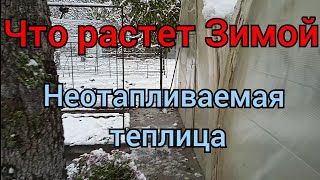 Что выращивать Зимой в теплице Без отопления. Утеплять ли Инжир