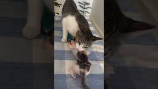 Tiny Kitten's Amazing Transformation in 20 Days! ❤️🐾