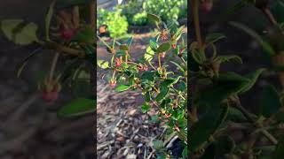 🌺 Tropical Fruit in Cold Climate! Chilean Guava in Oregon! 🌺