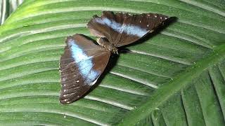 Morpho achilles (Linnaeus, 1758)