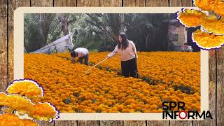 Producción de cempasúchil en Xochimilco, CDMX