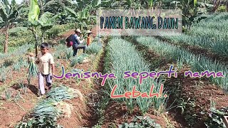 Panen Bawang!. Jenisnya Seperti Nama Lebah!. #daunbawang